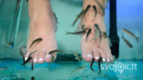 image-massage-feet-aquarium-with-fish-close-up