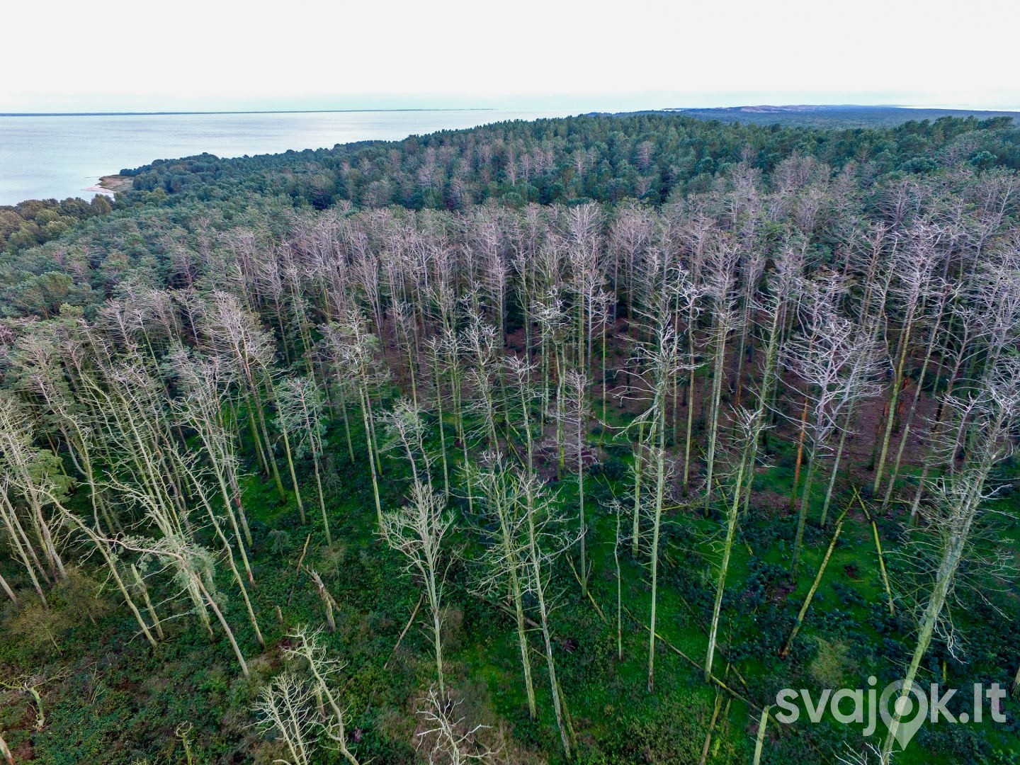 Garnių ir Kormoranų kolonija 3