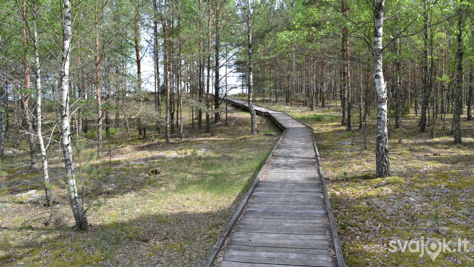 Čepkelių raisto apžvalgos bokštas 4