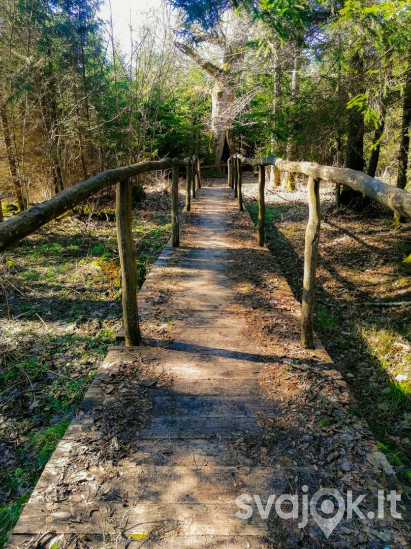 Jomantų miško pažintinis takas 3