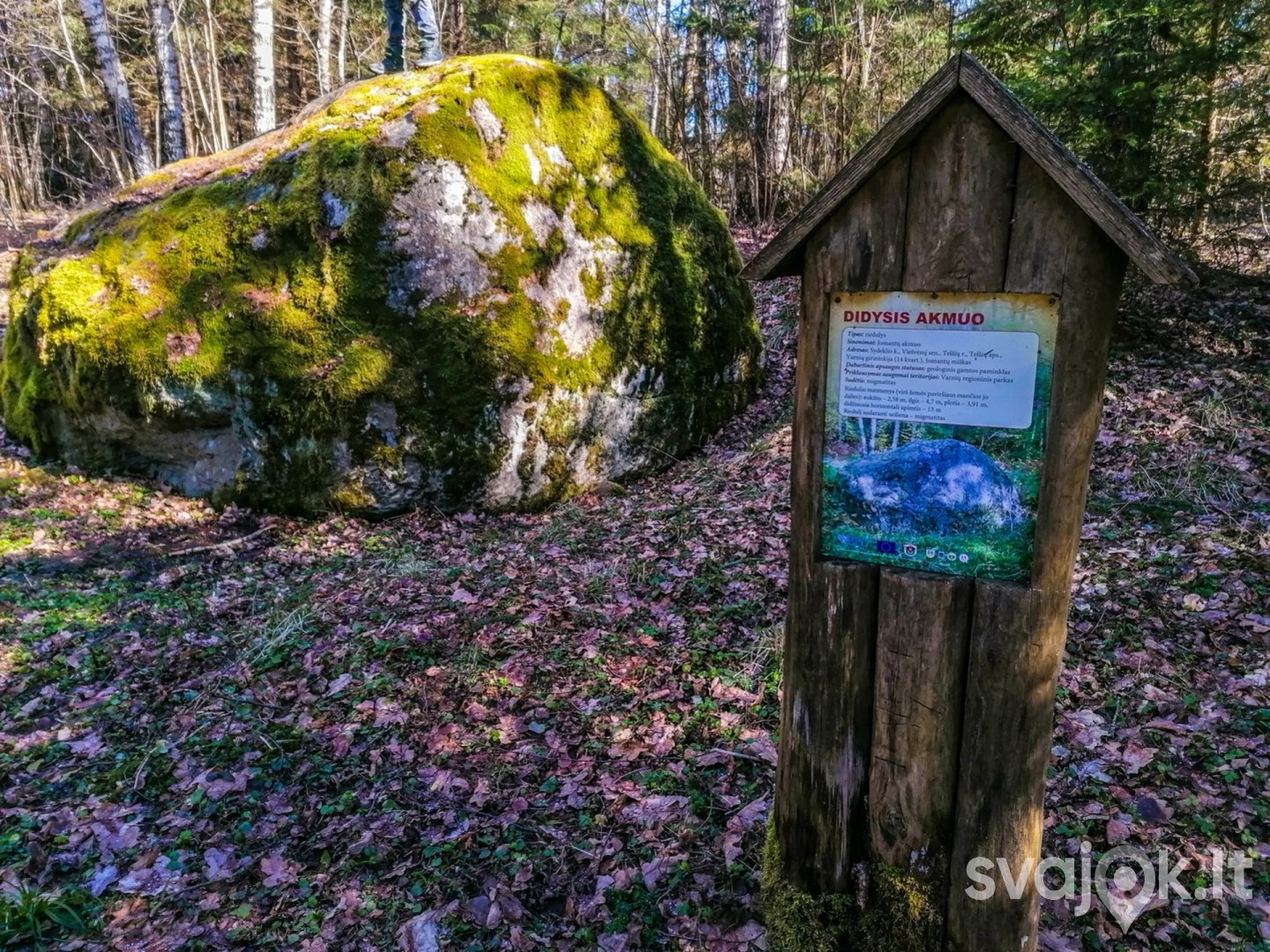 Jomantų miško pažintinis takas 4